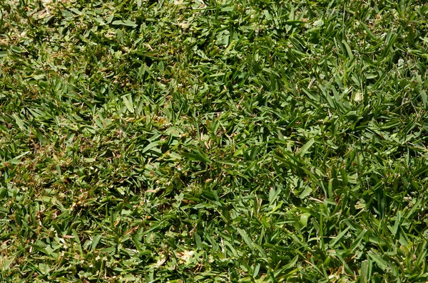 草的质感 — 图库照片