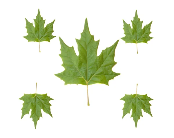 Пять зелёных листьев — стоковое фото