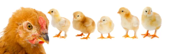 Belle famille composée de mère poule et ses cinq poussins — Photo