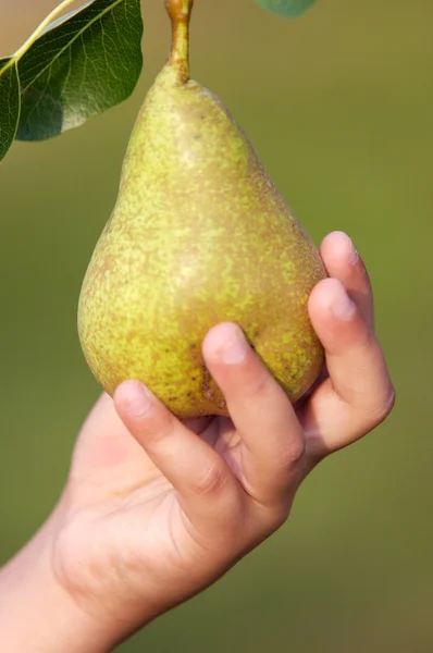 Hand barn att fånga ett päron — Stockfoto