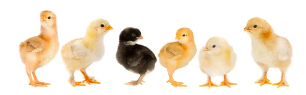Five yellow chicks and one chick black — Stock Photo, Image