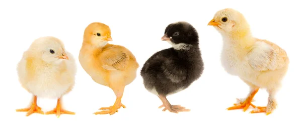 Gula kycklingar och en chick svart — Stockfoto