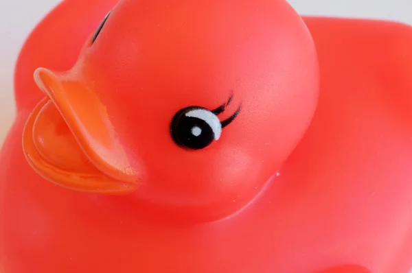 Red plastic duck — Stock Photo, Image