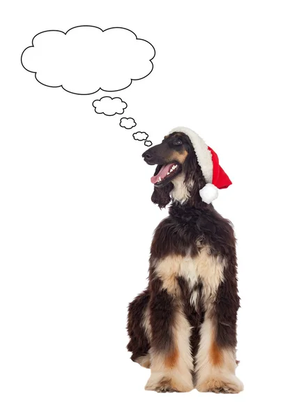 Borzoi rasen hund med santa hatt — Stockfoto