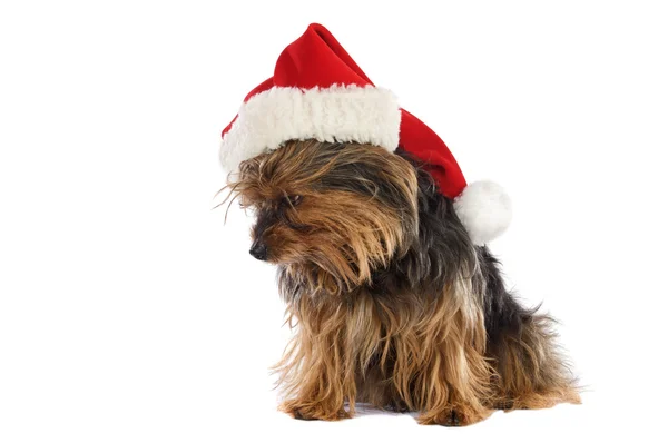 Hund mit Weihnachtsmann-Hut — Stockfoto
