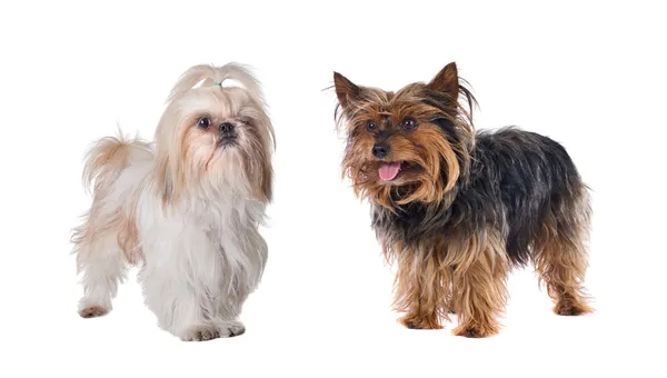 Couple of small dogs — Stock Photo, Image