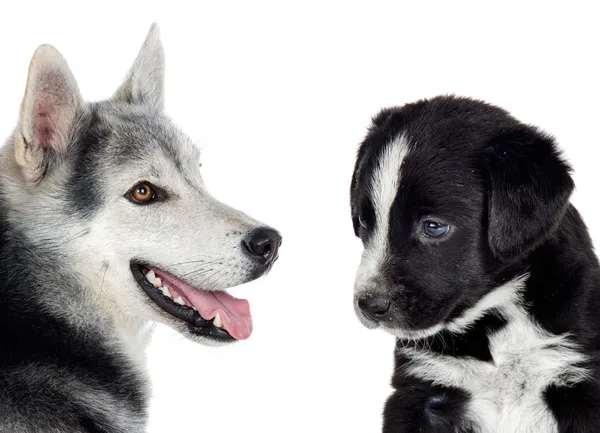 stock image Couple of dogs with different races