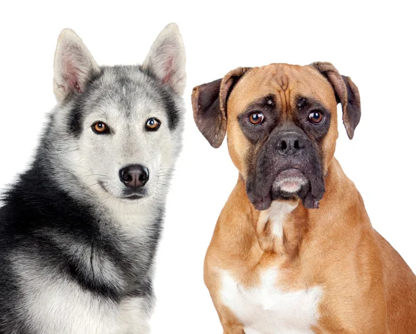 Két különböző fajtájú kutya — Stock Fotó
