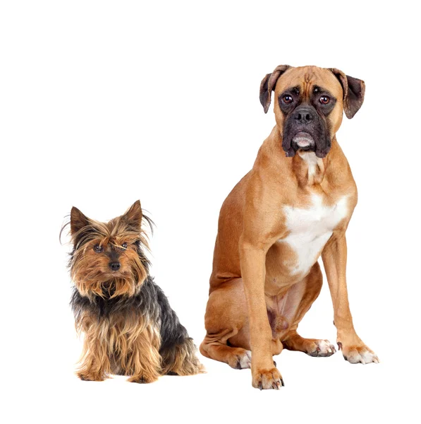 Dos perros de razas diferentes — Foto de Stock