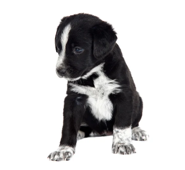 Seated puppy dog — Stock Photo, Image