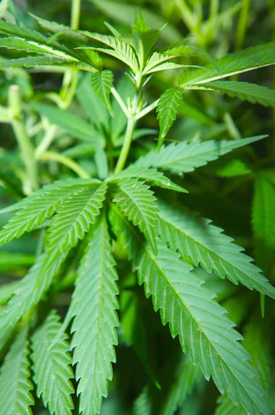 Planta de marihuana — Fotografia de Stock