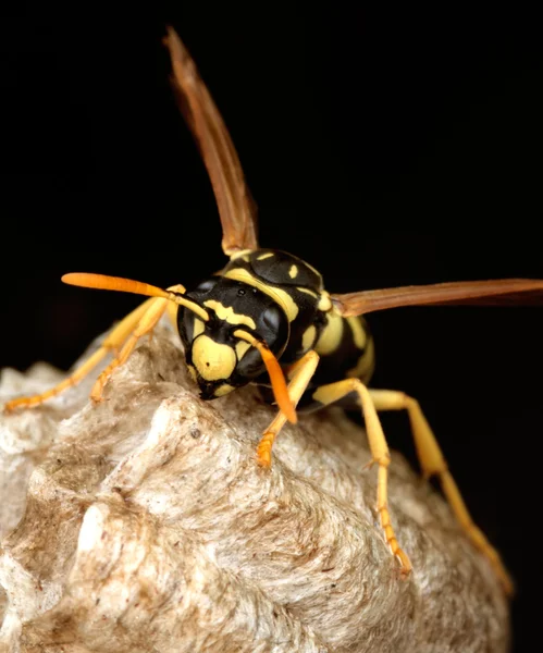 Macro de avispa en el nido — Foto de Stock