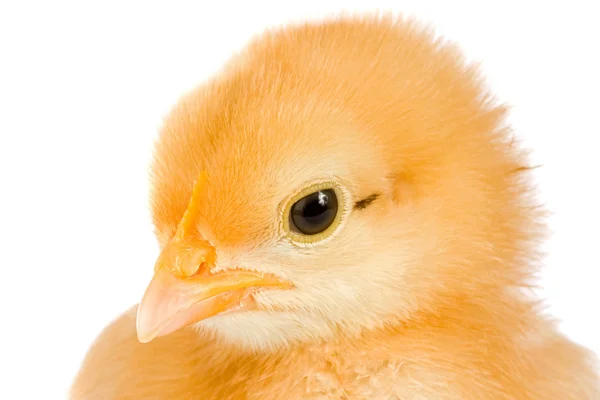 Κίτρινο μικρό κοτόπουλο — Φωτογραφία Αρχείου