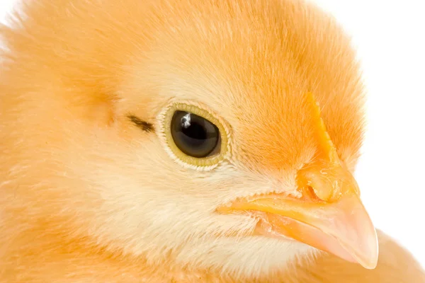 Gelbes Hühnchen — Stockfoto