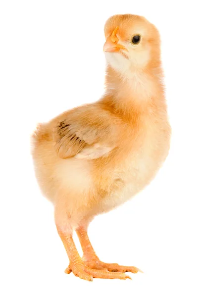 Sárga kis csirke — Stock Fotó