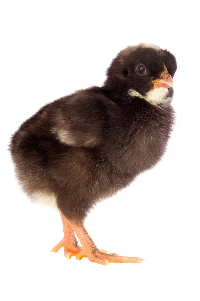 Black little chicken — Stock Photo, Image