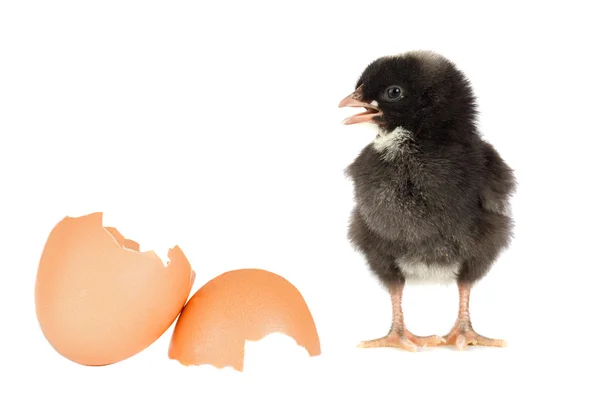 Black chicken with a broken eggshells — Stock Photo, Image