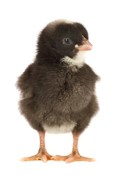 Black little chicken — Stock Photo, Image
