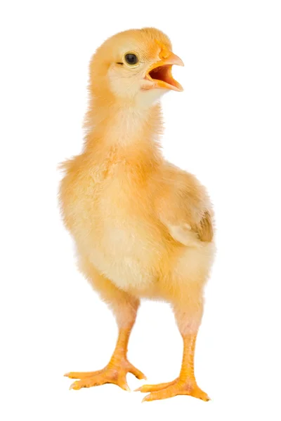 Žluté kuřátko — Stock fotografie
