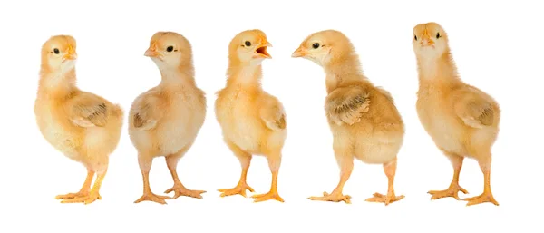 Adorable chicks — Stock Photo, Image
