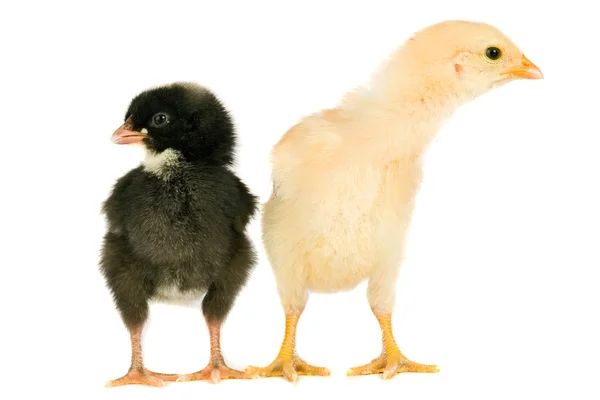 Zwei kleine Hühner — Stockfoto