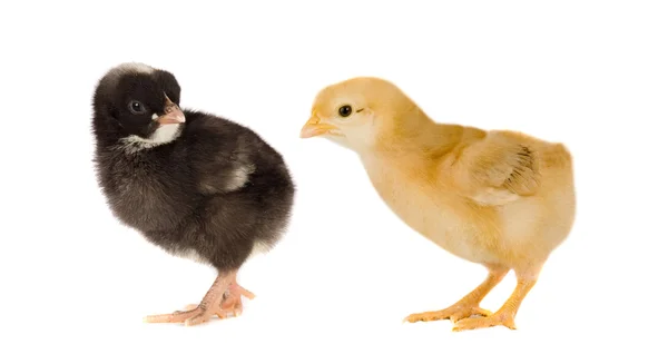 Zwei kleine Hühner in verschiedenen Farben — Stockfoto