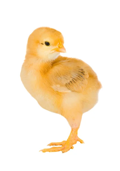 노란색 작은 치킨 — 스톡 사진