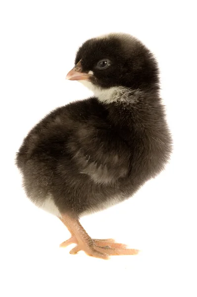 Schwarzes Hühnchen — Stockfoto