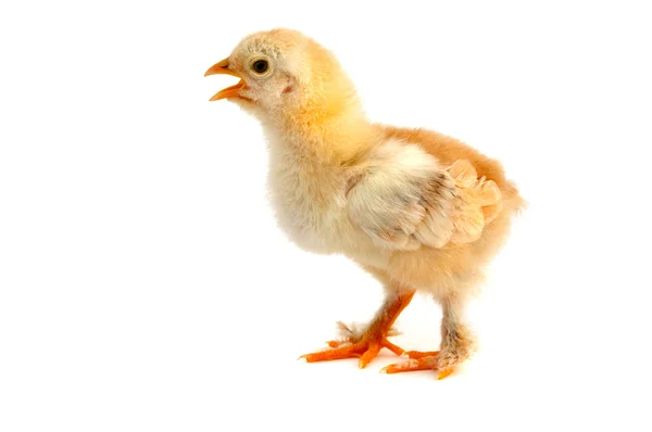 Küçük tavuk — Stok fotoğraf