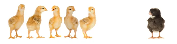 Five yellow chicks and one black chick — Zdjęcie stockowe