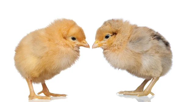 Dwa małe żółte kurczaka — Zdjęcie stockowe