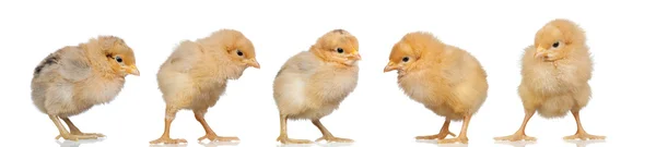 Группа жёлтых цыплят — стоковое фото