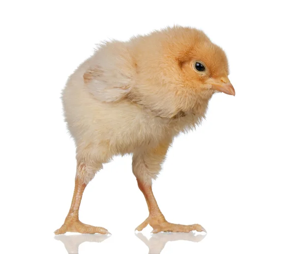 Lille gule kylling – stockfoto