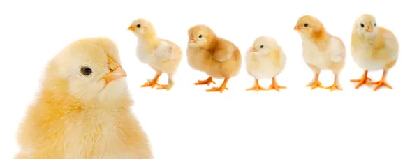 Bedårande kycklingar — Stockfoto