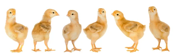 Adorable chicks — Stock Photo, Image