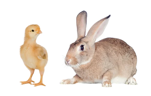 Two different farms animals — Stock Photo, Image