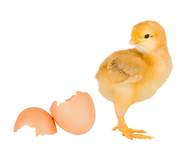 Tavuk sarı, kırık yumurta kabuğu — Stok fotoğraf