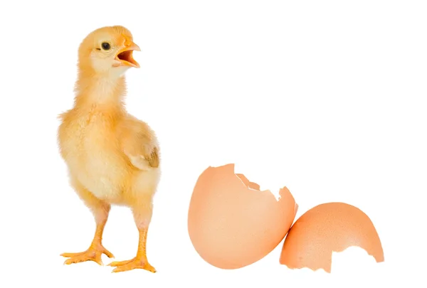 Chicken yellow with broken eggshells — Stock Photo, Image