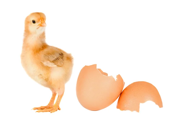 Pollo amarillo con cáscaras de huevo rotas — Foto de Stock