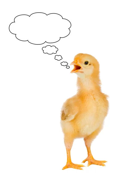 Mluvící žluté kuře — Stock fotografie
