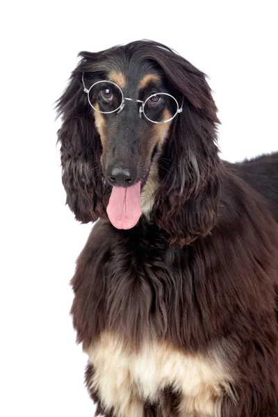 Arabian ogar pies w okularach Zdjęcia Stockowe bez tantiem