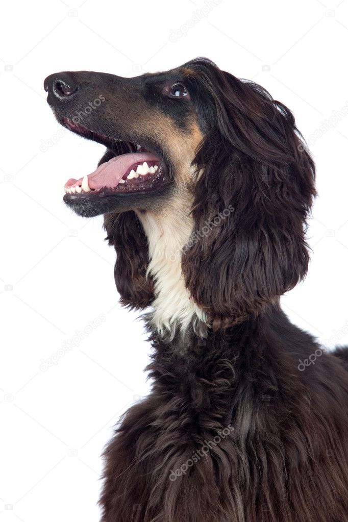 Afghan-Hound dog