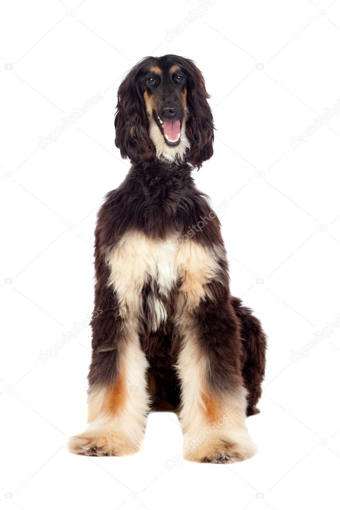 Borzoi breed dog