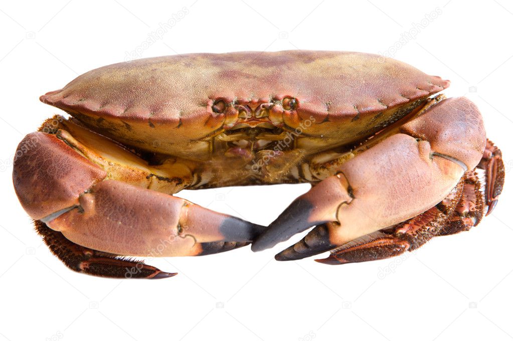 Photo of edible crabs