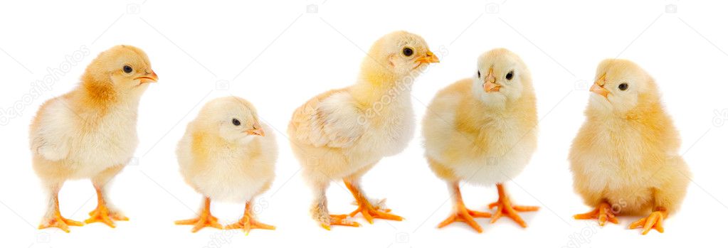 Adorable chicks