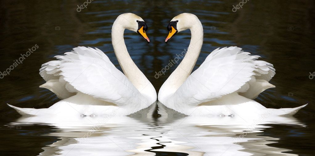 Loving swans