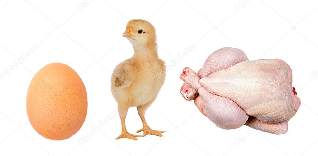 Industry chicken