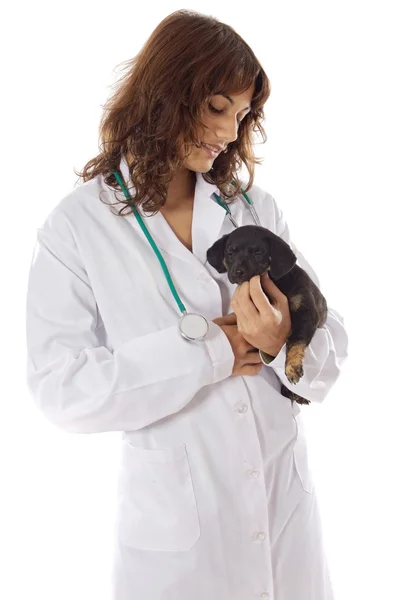 Veterinario con cane — Foto Stock