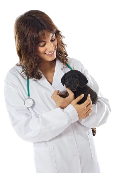 Attraente veterinario signora — Foto Stock