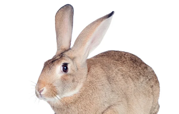 Netter brauner Hase — Stockfoto